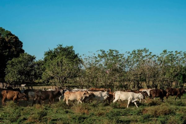 EU AMENAZA CON FRENAR IMPORTACIONES DE GANADO MEXICANO POR BROTE DE GUSANO BARRENADOR